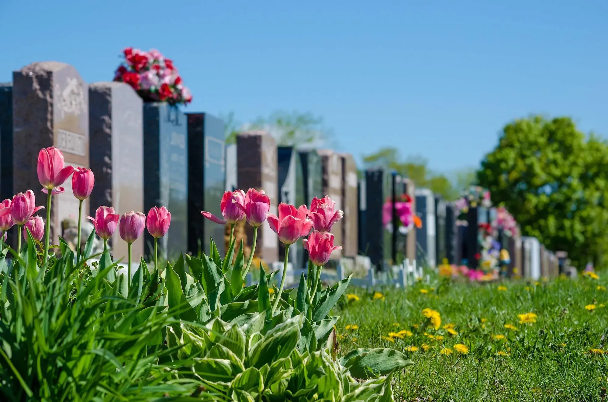 Tulpies roses fleuries devant des monuments funéraires en pierre dans un cimetière.